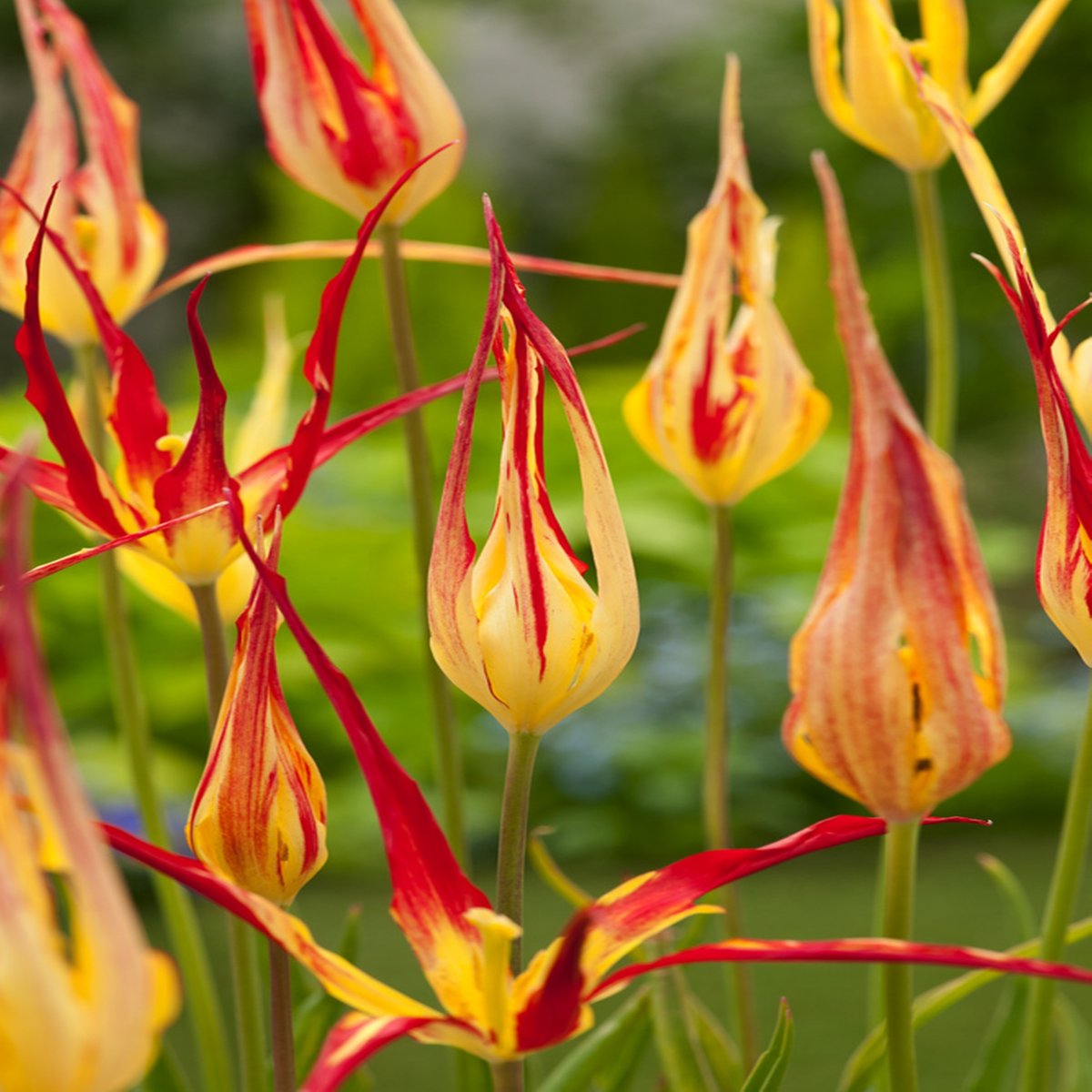 Tulipan Acuminata 5 szt cebulki Tulipany