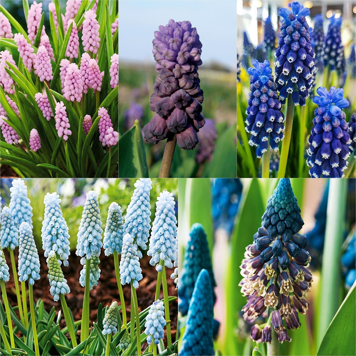 Zestaw 3 Muscari Szafirek 5 odmian 31 szt cebulki