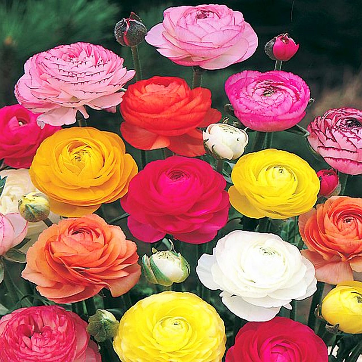 Ranunculus Jaskier Mix 15 szt cebulki cebule