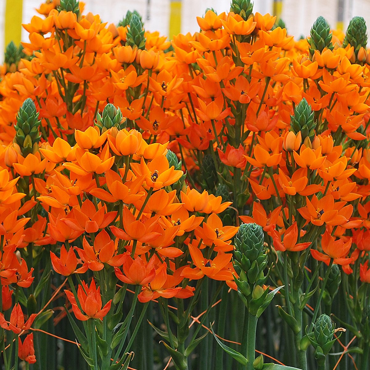 Ornithogalum Śniedek Wątpliwy Dubium Geel 5 szt