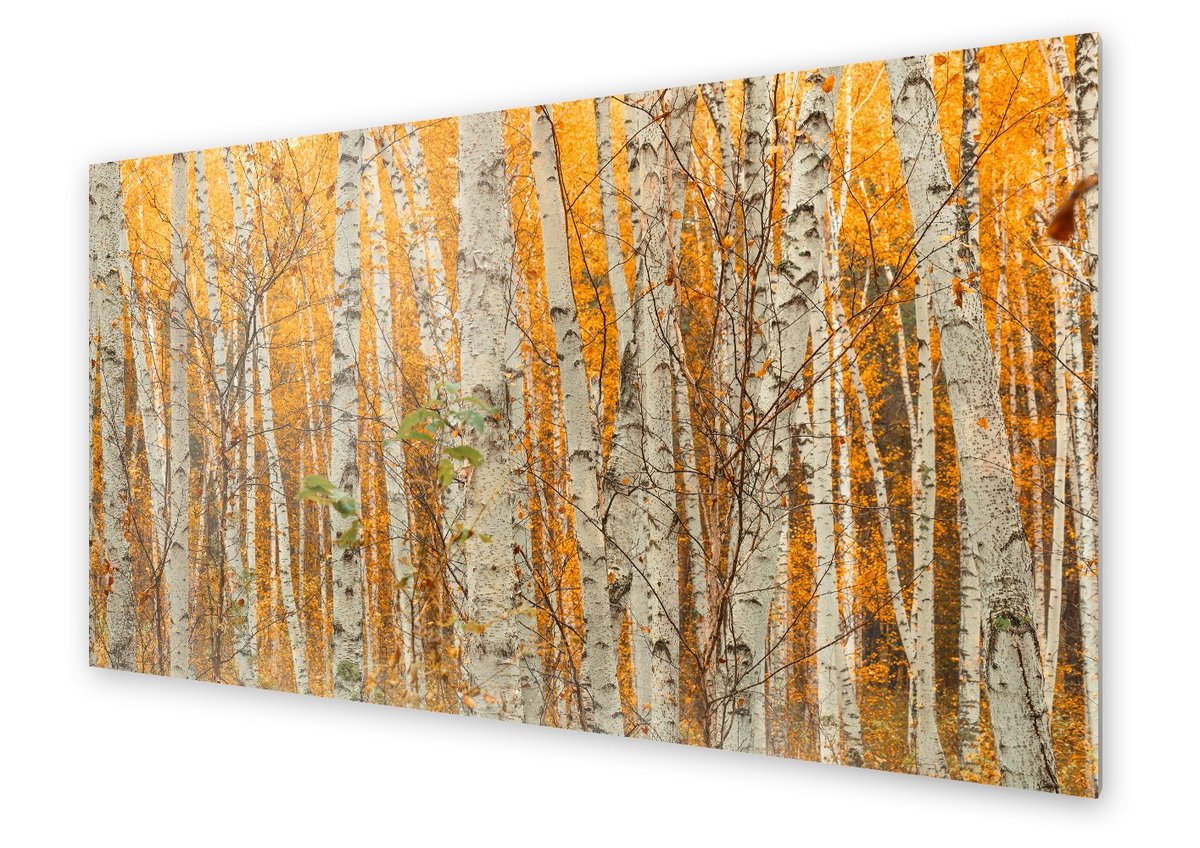 Panel kuchenny HOMEPRINT Drzewa brzozy jesienią 100x50 cm