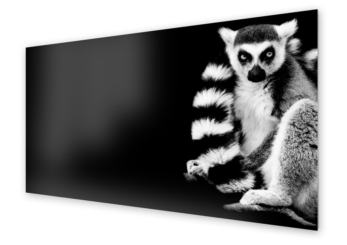 Panel kuchenny HOMEPRINT Lemur na czarnym tle 100x50 cm