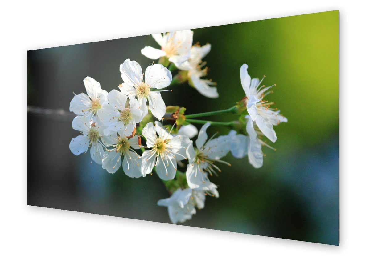 Panel kuchenny HOMEPRINT Kwiaty czereśni 125x50 cm