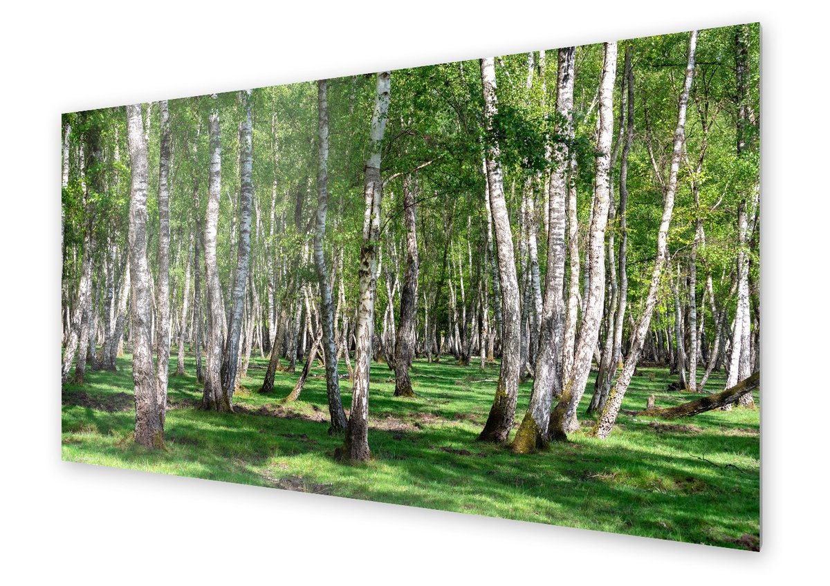 Panel kuchenny HOMEPRINT Brzozowy las latem 100x50 cm