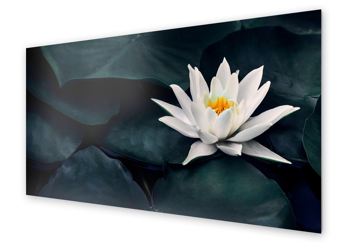 Panel kuchenny HOMEPRINT Biały kwiat lotosu 125x50 cm