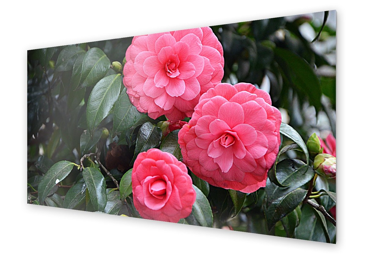 Panel kuchenny HOMEPRINT Kamelia japońska 140x70 cm