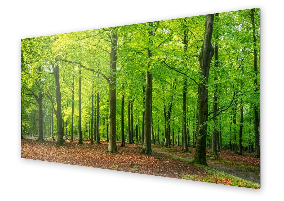 Panel kuchenny HOMEPRINT Krajobraz bukowy las 125x50 cm