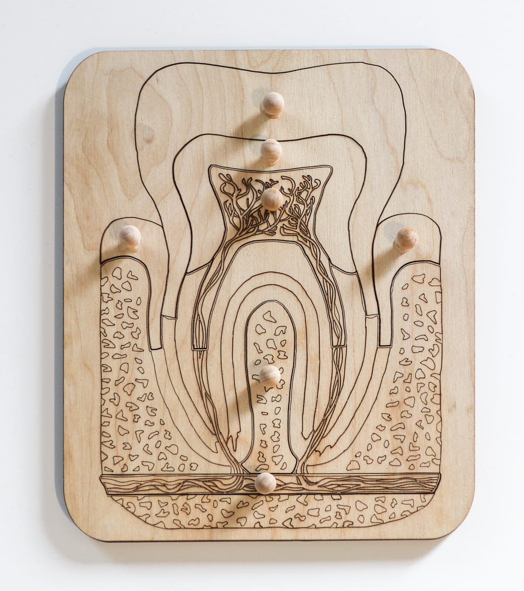 Drewniane puzzle - budowa ZĘBA