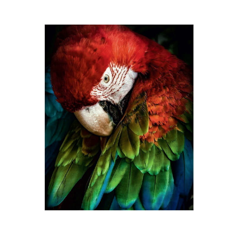 Diamond painting haft diamentowy  - papuga 11713 25x35cm mozaika