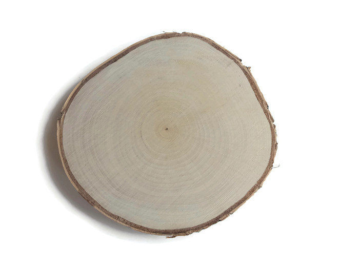 Plaster Drewna Brzoza Szlifowana 17 - 20 Cm / 2 Cm Plastry Drewna