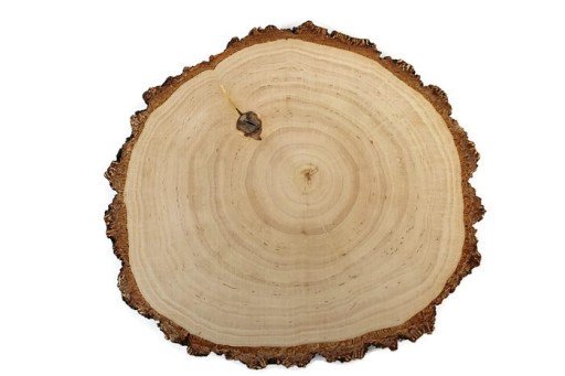 Plaster drewna Brzoza szlifowana gruba kora 22-26 cm / 2 cm