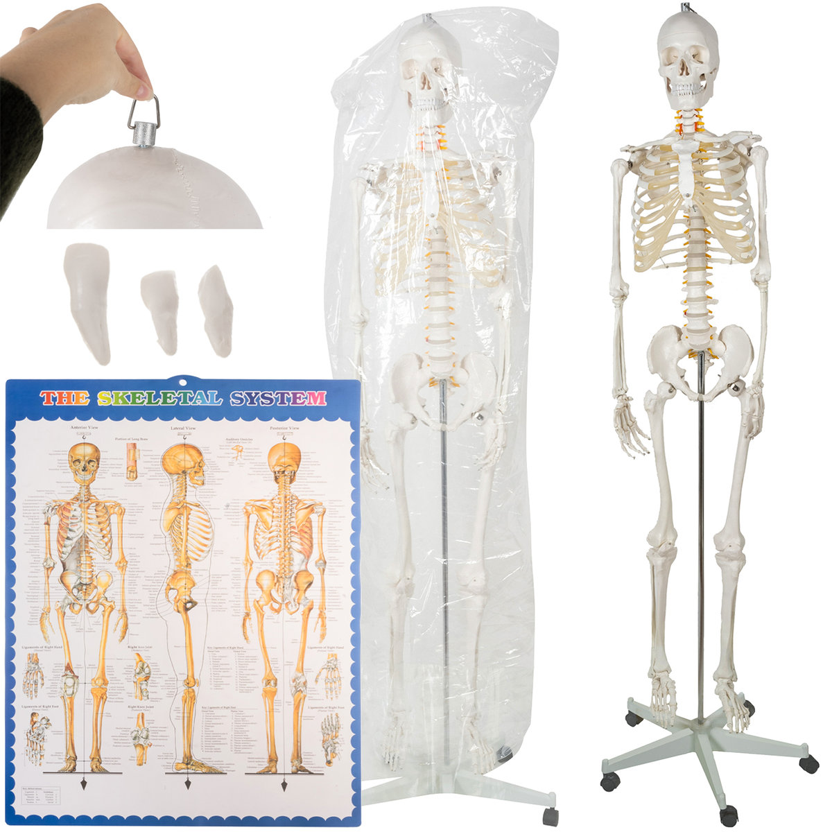 Szkielet Stelaż Człowieka Kościotrup Model Anatomiczny Ludzki Kościec MALATEC
