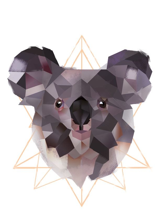 Koala na białym tle - plakat Wymiar do wyboru: 30x40 cm