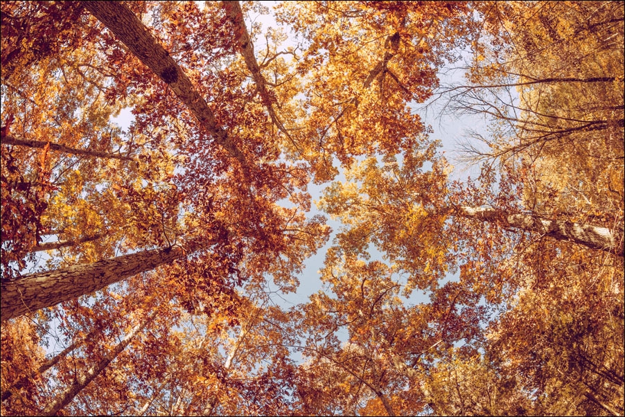 Plakat, Złota polska jesień, 59,4x42 cm