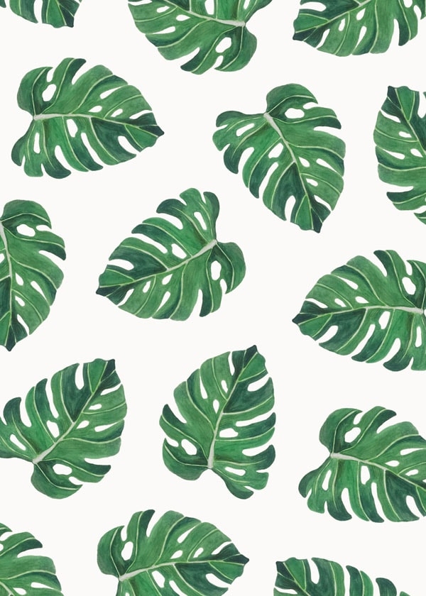 Plakat, Monstera liście II, 61x91,5 cm
