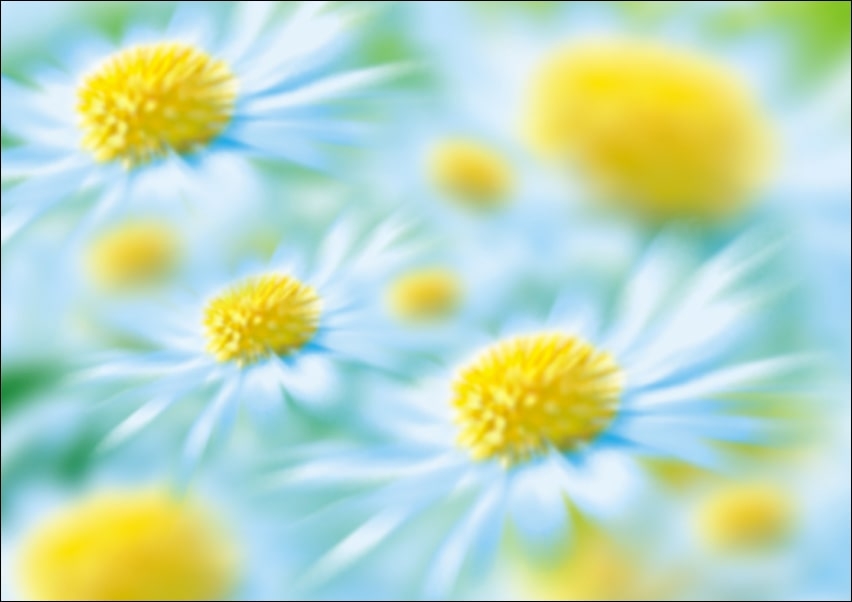 Galeria Plakatu, Plakat, Stokrotki, 40x30 cm