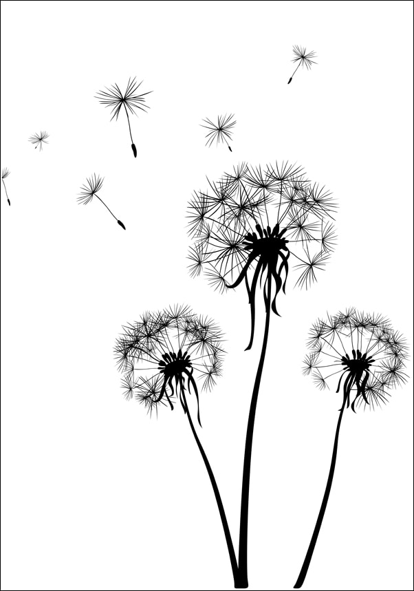 Galeria Plakatu, Plakat, Dmuchawce, 40x50 cm