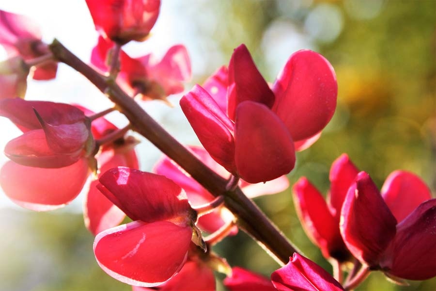 Plakat, Łubin, 91,5x61 cm