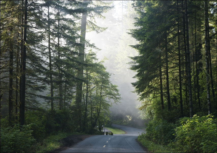 Lady Bird Johnson Grove in Northern California., Carol Highsmith - plakat 100x70 cm