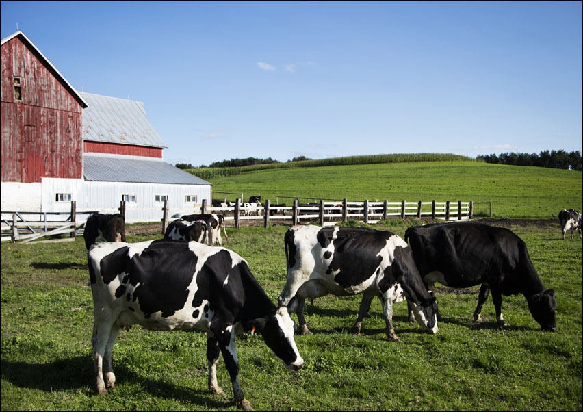 Holstein dairy cows at the Dunnum Family’s Top of the Town dairy farm near Westby in Vernon County, Wisconsin., Carol Highsmith - plakat 40x30 cm