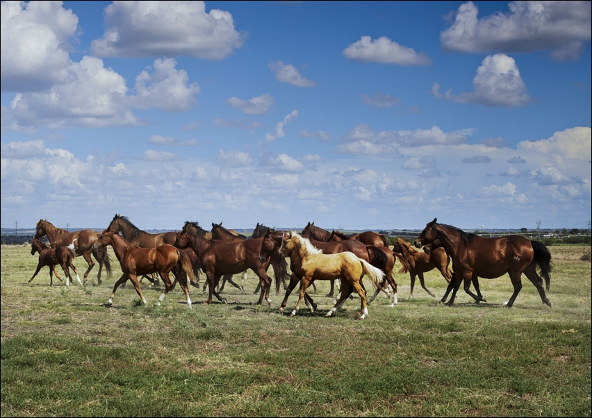 Wild horses running on a field., Carol Highsmith - plakat 50x40 cm