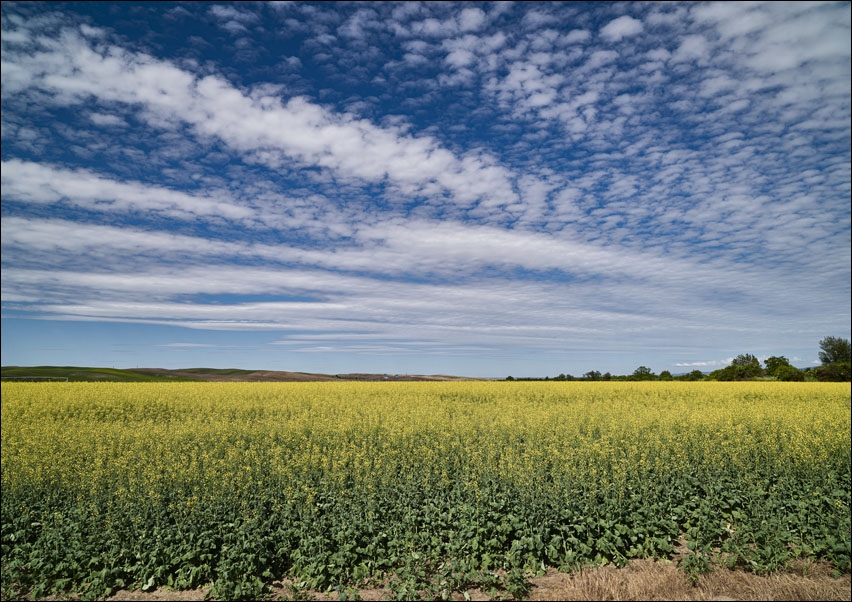 Vivid-yellow rapeseed field near Pasco, Washington., Carol Highsmith - plakat 70x50 cm