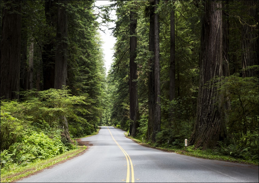 The Redwood National and State Parks, Carol Highsmith - plakat 70x50 cm