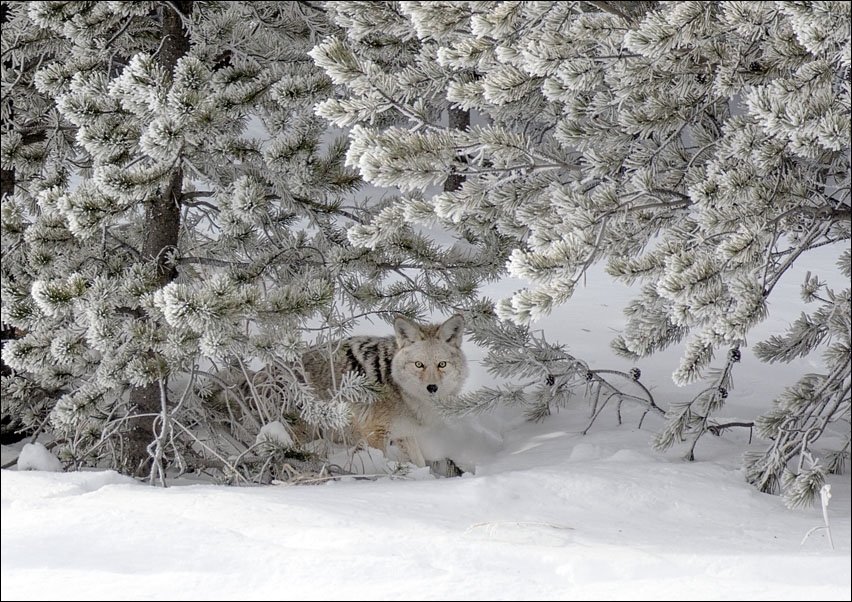 A coyote blends into its surroundings in mid-winter in Yellowstone National Park in northern Wyoming., Carol Highsmith - plakat 40x30 cm