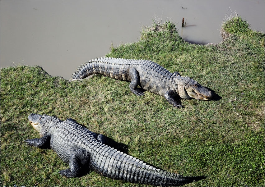 Alligator Alley has 20 acres of natural cypress swamp land, where alligators roam freely in a protected environment, Carol Highsmith - plakat 40x30 cm