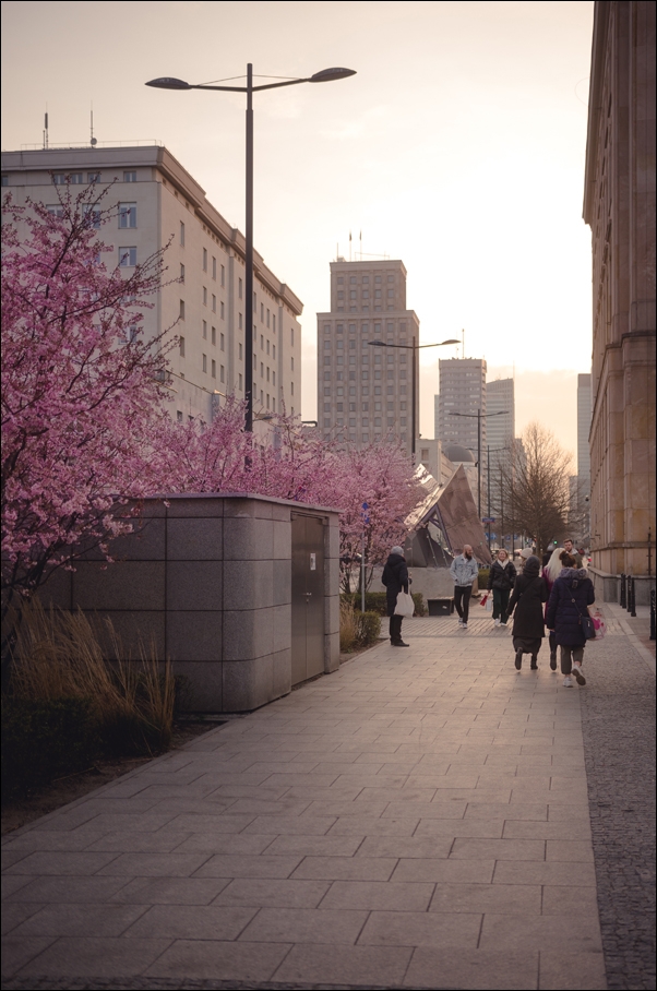 Kwitnąca Warszawa 2 - plakat premium Wymiar do wyboru: 30x40 cm