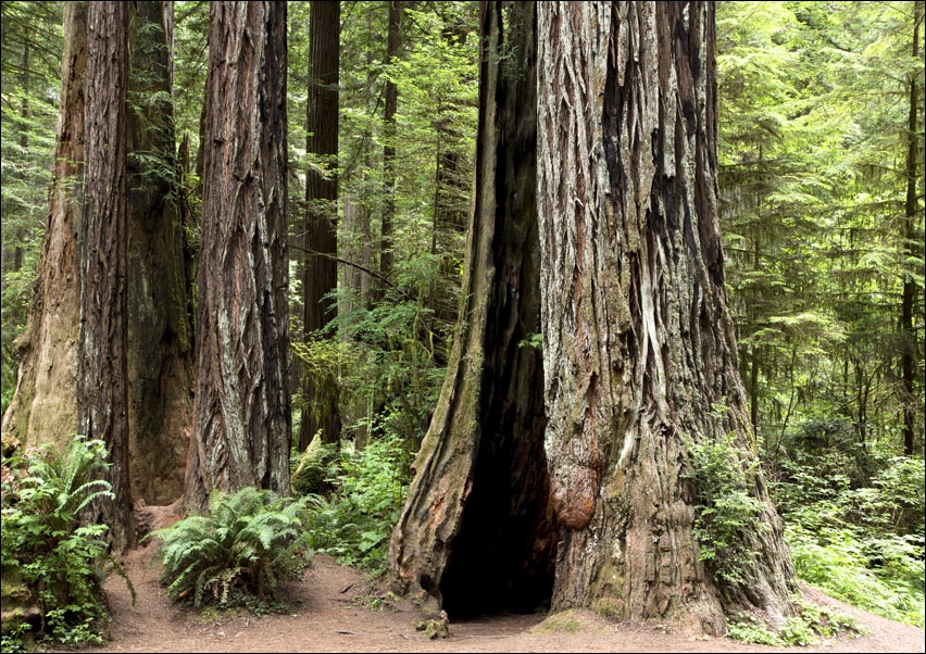 The Redwood National and State Parks in northern California., Carol Highsmith - plakat 70x50 cm