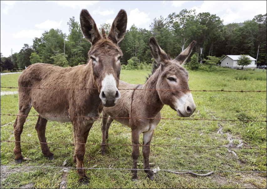 Two young donkeys along the road in rural North Carolina, Carol Highsmith - plakat 50x40 cm