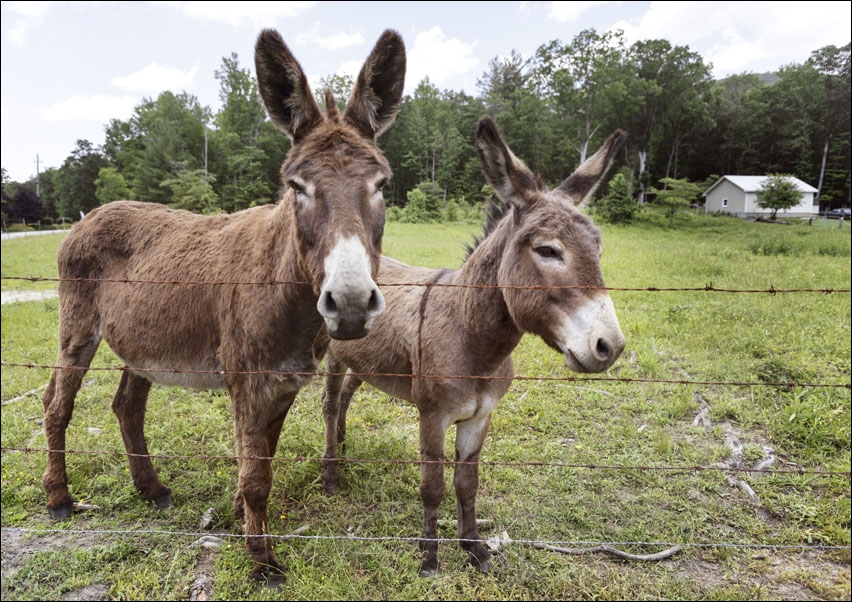 Two young donkeys along the road in rural North Carolina, Carol Highsmith - plakat 70x50 cm