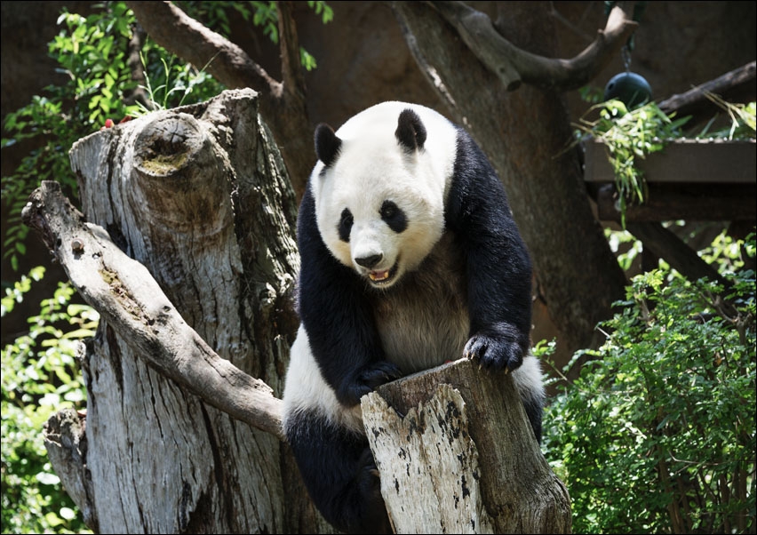 Panda from the San Diego Zoo, Carol Highsmith - plakat 100x70 cm
