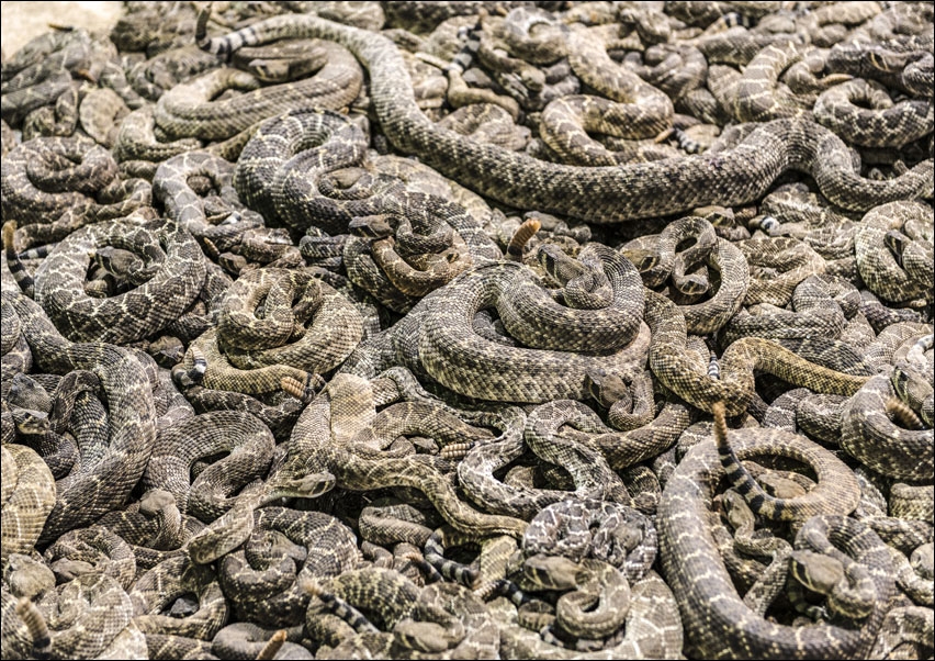 A literal pit of vipers at the 