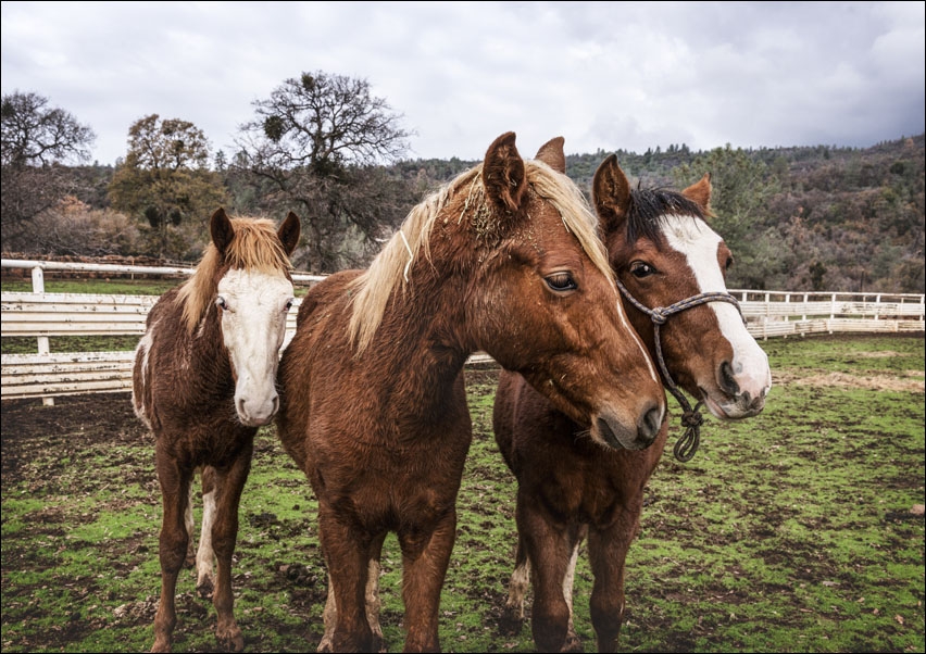 Yearlings on a ranch in Red River County near Detroit, Texas., Carol Highsmith - plakat 70x50 cm