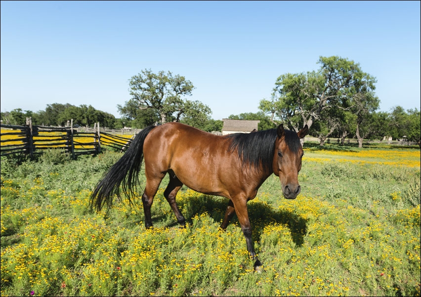 Horse within a lovely meadow in the Lyndon B, Carol Highsmith - plakat 60x40 cm