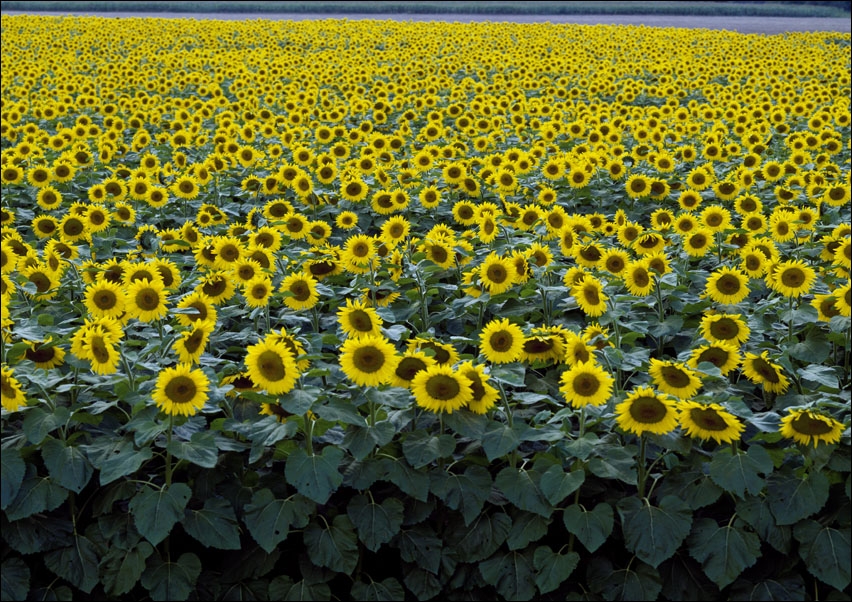 Colorful field of sunflowers near Beloit, Carol Highsmith - plakat 29,7x21 cm