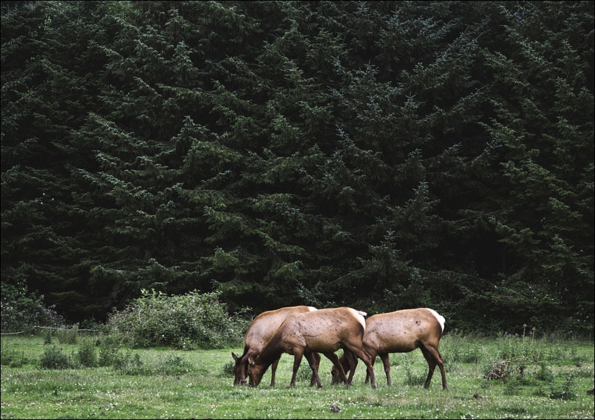 Roosevelt Elk roam in Orick, California., Carol Highsmith - plakat 100x70 cm
