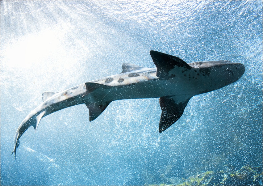 Whale Shark at The Monterey Bay Aquarium, California., Carol Highsmith - plakat 100x70 cm