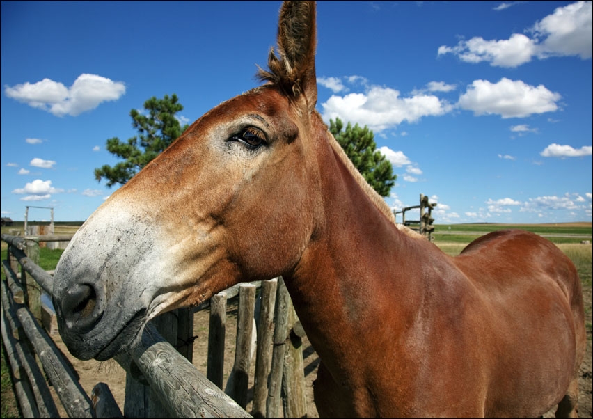 Mule enjoying the warm weather in California., Carol Highsmith - plakat 42x29,7 cm