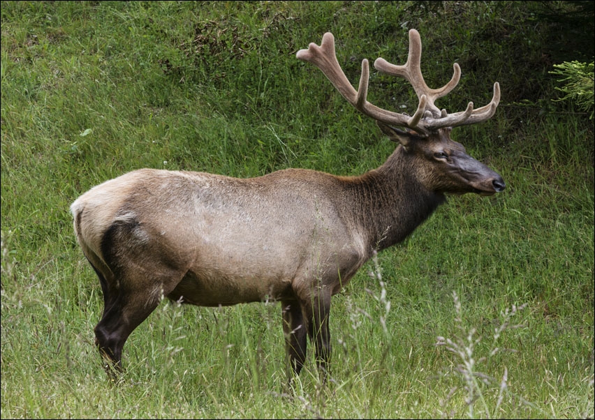 Northern California elk., Carol Highsmith - plakat 50x40 cm