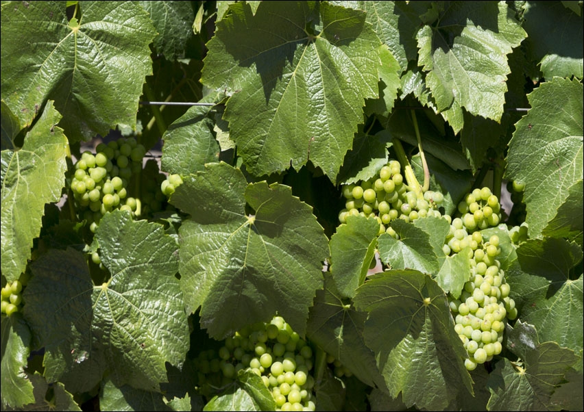 California Vineyards, Carol Highsmith - plakat 40x30 cm
