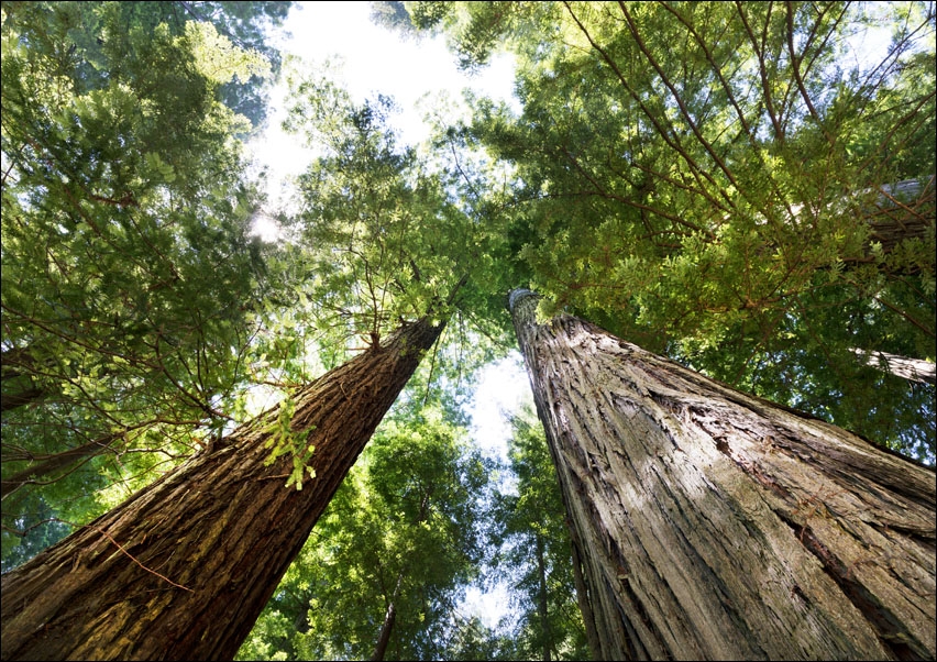 The Redwood National and State Parks, Carol Highsmith - plakat 50x40 cm