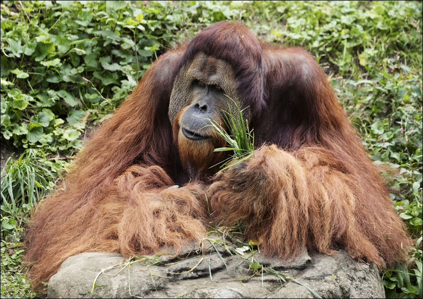 Orangutan at the Cincinnati Zoo and Botanical Garden, Carol Highsmith - plakat 70x50 cm