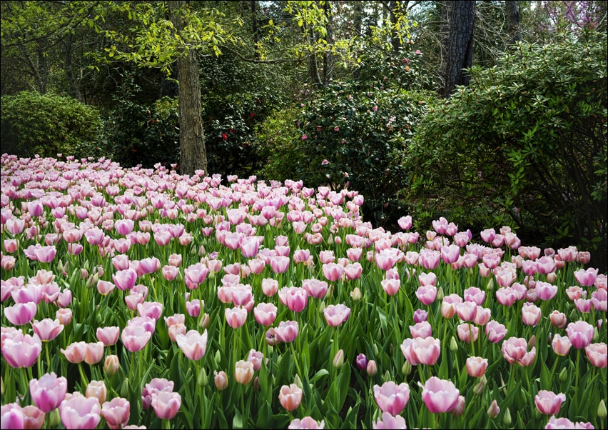 Tulips pop in late winter at the Bayou Bend Collection and Gardens in the River Oaks neighborhood of Houston, Texas, Carol Highsmith - plakat 60x40 cm