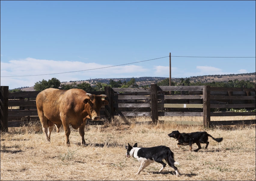 Dusty de Braga and his daughter Fallow, are working cowpokes who drive cattle on Dye Creek Ranch near Red Bluff, California, Carol Highsmith - plakat