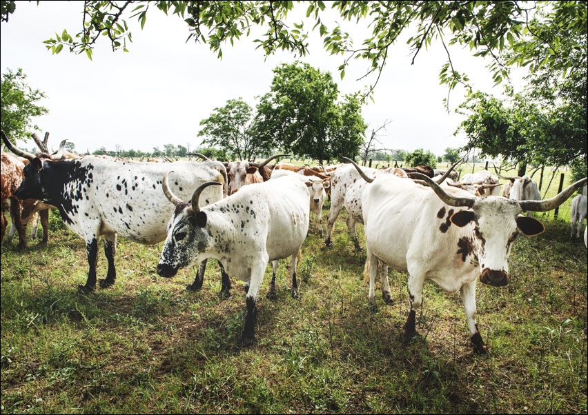 The State of Texas raises longhorn cattle at Abilene State Historical Park on the site of old Fort Griffin, Carol Highsmith - plakat 100x70 cm