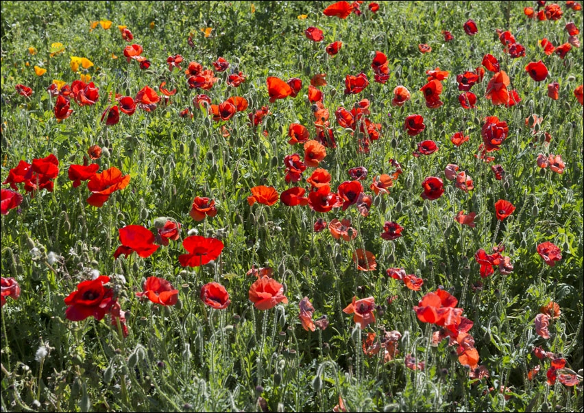 Poppy fields, Carol Highsmith - plakat 59,4x42 cm