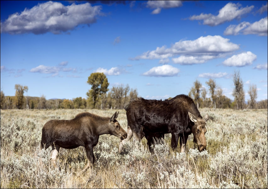 Moose graze in Grand Teton National Park in northwest Wyoming, Carol Highsmith - plakat 70x50 cm